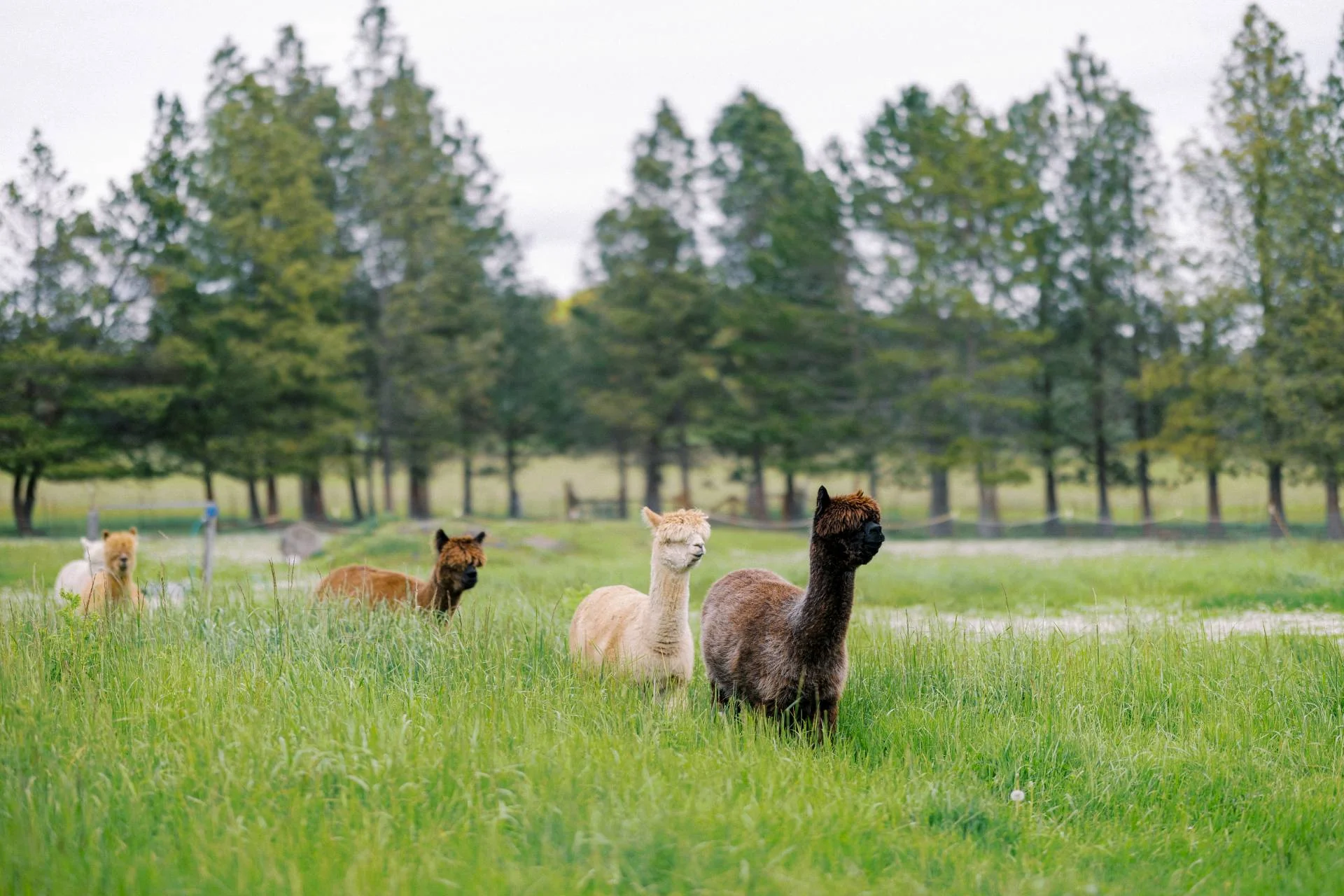 alpacas